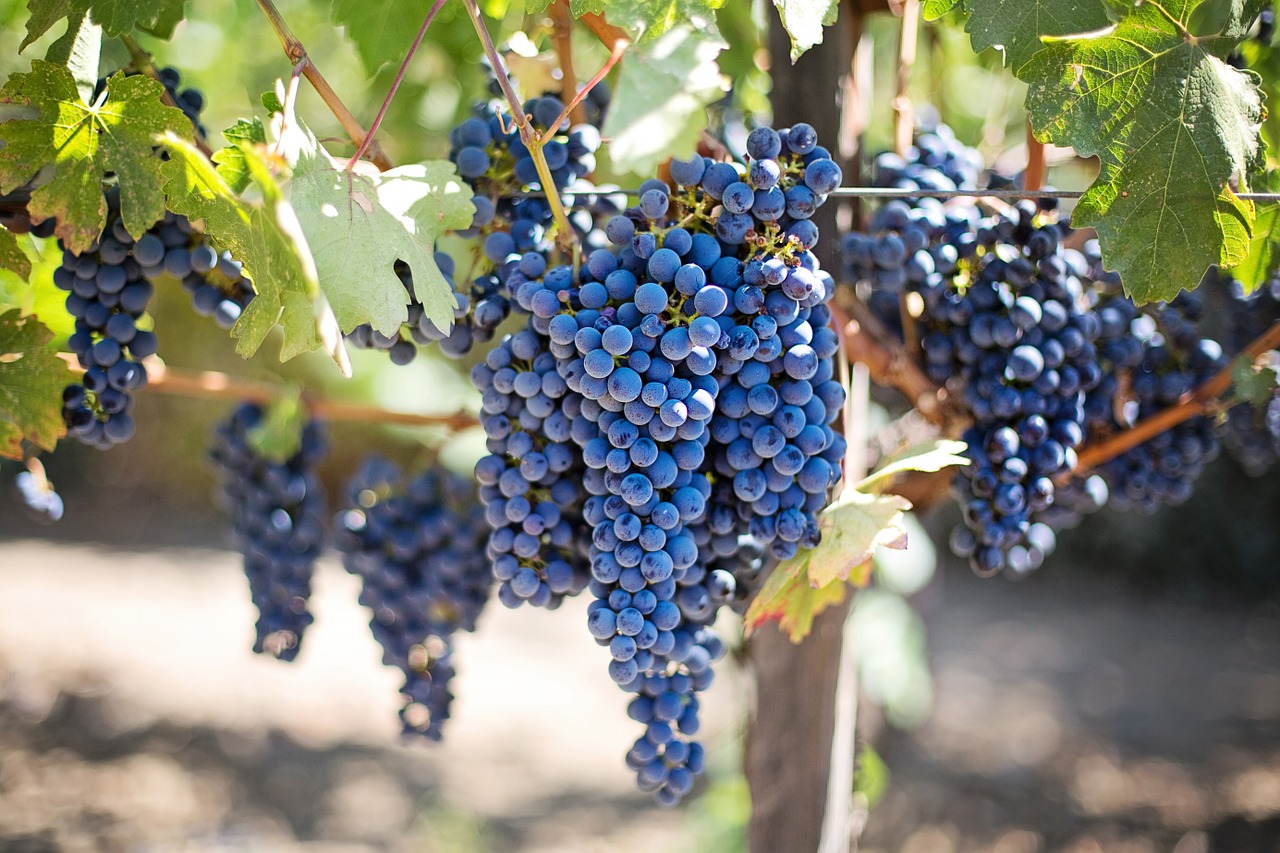 cibo autunno