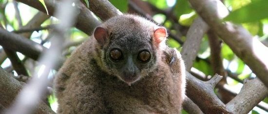 lokobe-nature-special