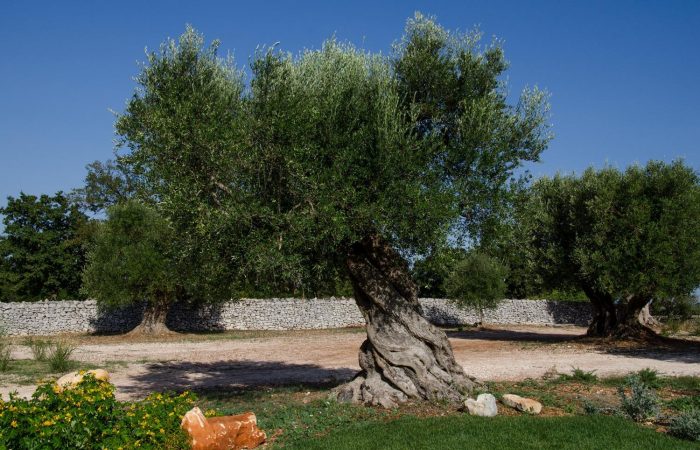 Yoga e Meditation in Puglia 5 Yoga e Meditation in Puglia