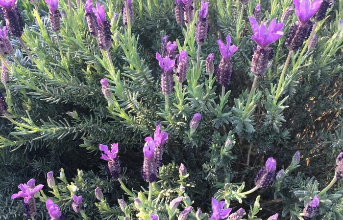 Yoga e Meditation in Puglia 9 Yoga e Meditation in Puglia